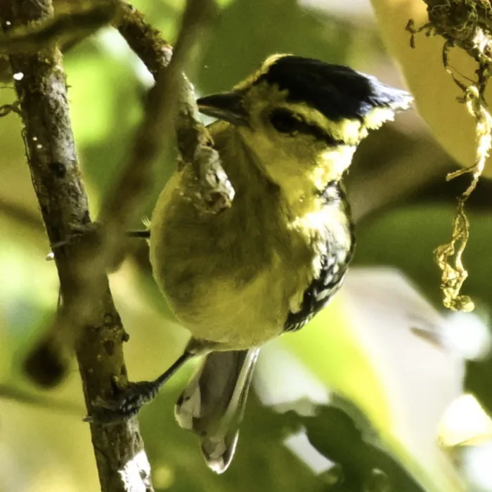 Gespotte Geelwangmees