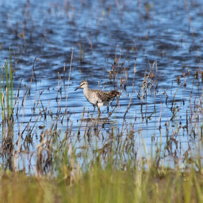 Spotted Wood Sandpiper