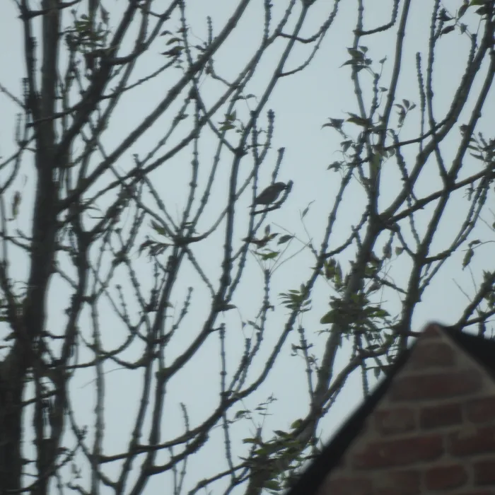 Waargenomen Vink