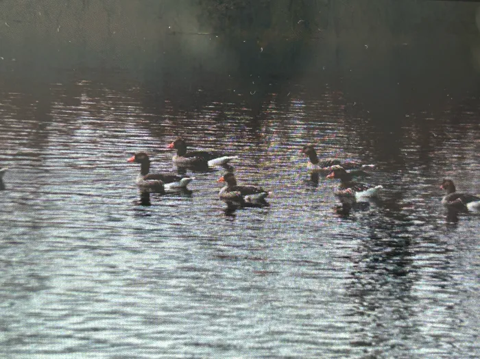 Spotted Graylag Goose