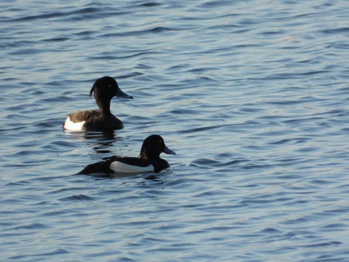 Spotted Tufted Duck