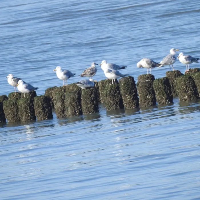 Spotted European Herring Gull