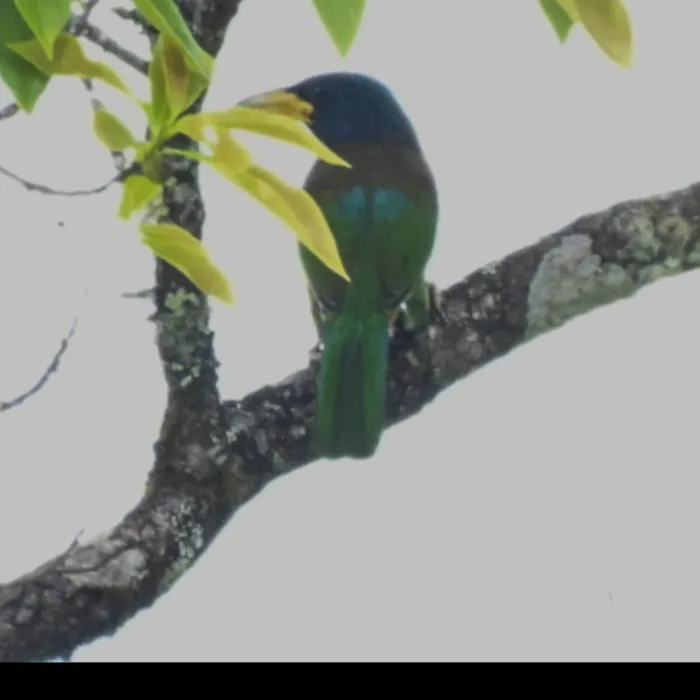 Gespotte Grote baardvogel