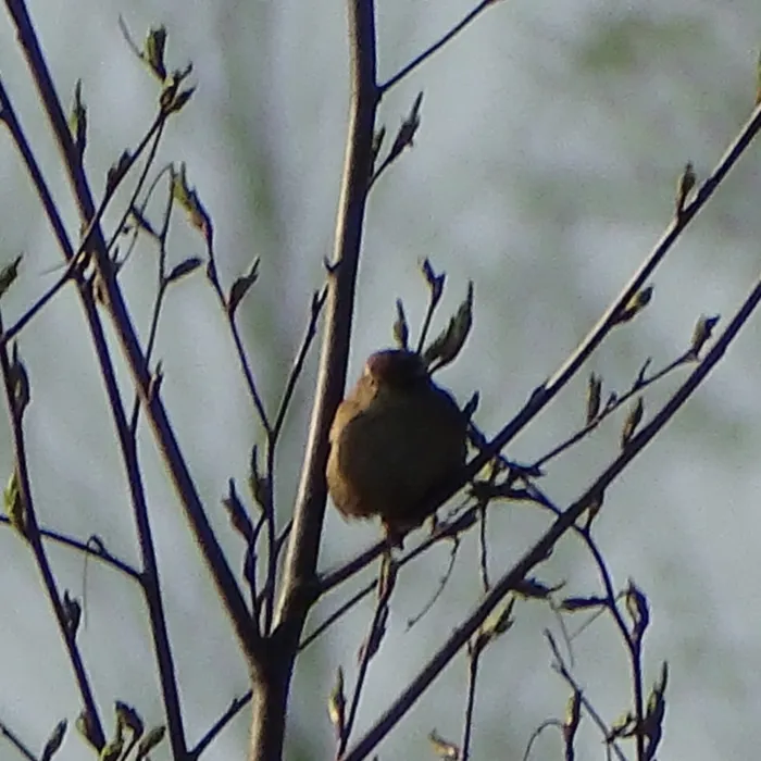 Gespotte Winterkoning