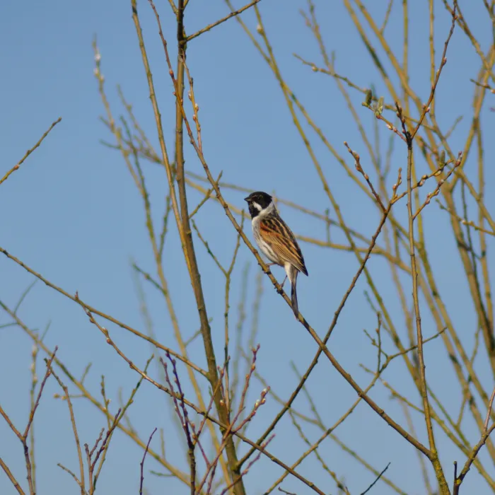 Reed Bunting