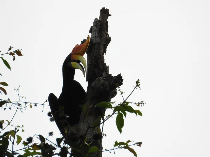 Gespotte Gewone neushoornvogel