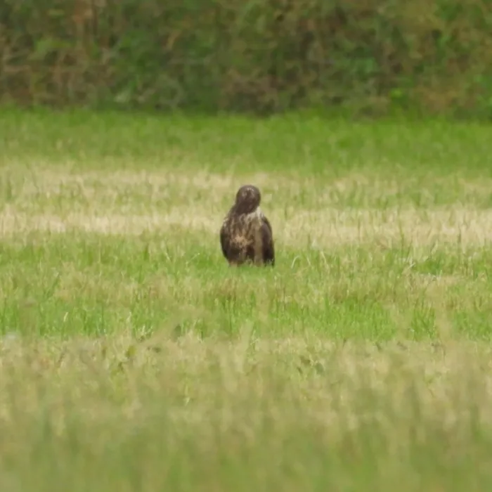 Waargenomen Buizerd