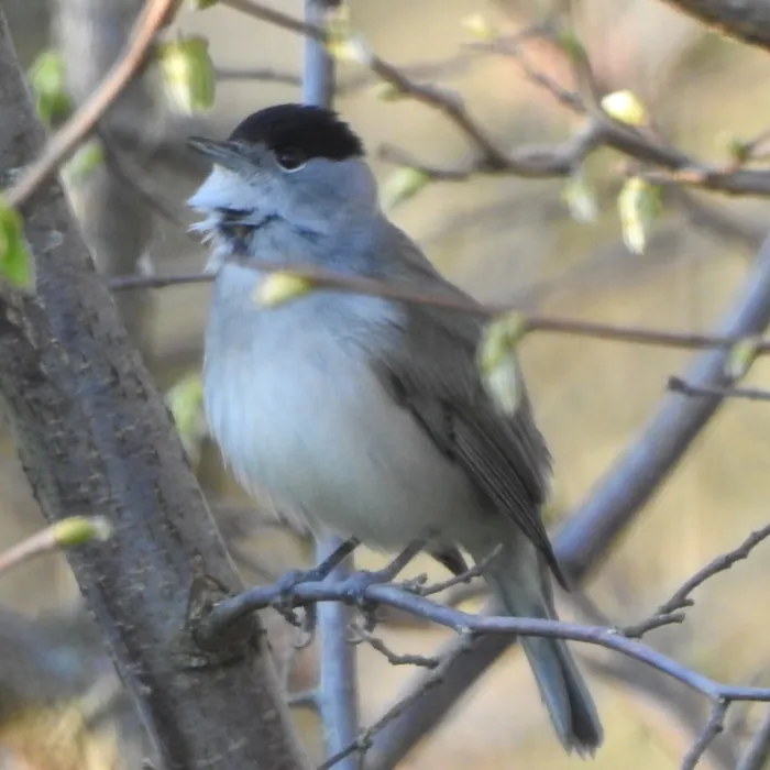 Spotted Eurasian Blackcap