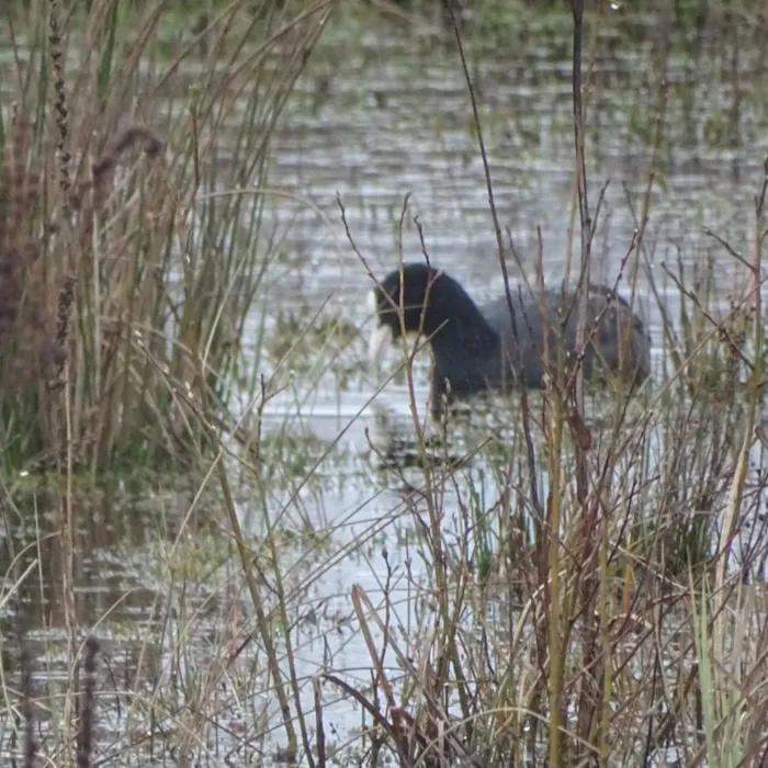 Spotted Eurasian Coot