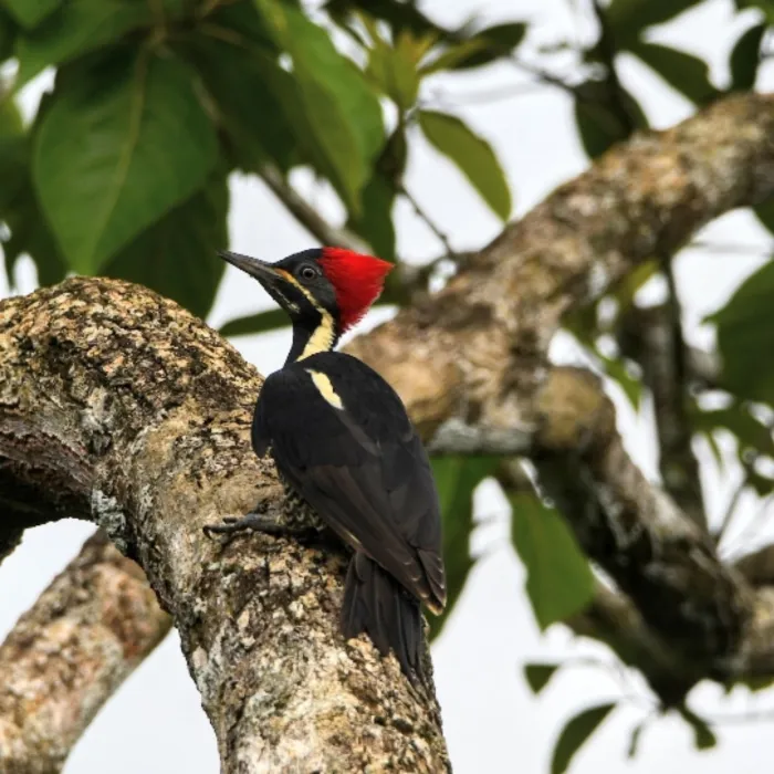 Gespotte Gestreepte helmspecht