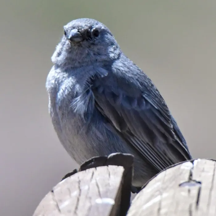 Spotted Plumbeous Sierra Finch