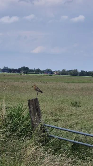 Waargenomen Grutto