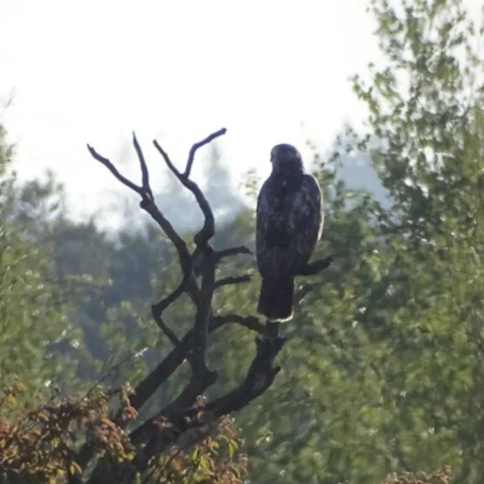 Gespotte Buizerd