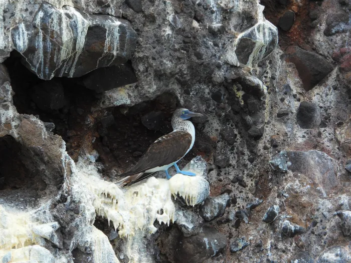 Spotted Blue-footed Booby