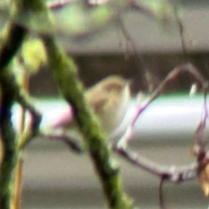 Spotted Common Chiffchaff