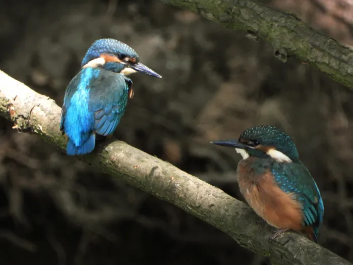 Waargenomen IJsvogel