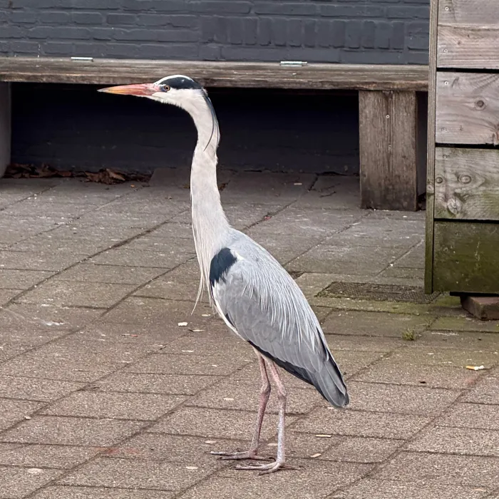 Blauwe reiger
