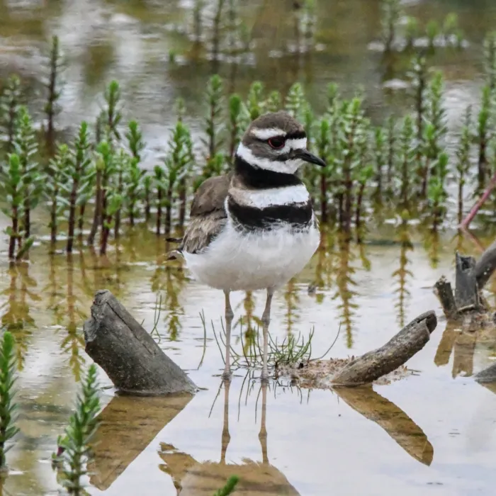 Gespotte Killdeerplevier