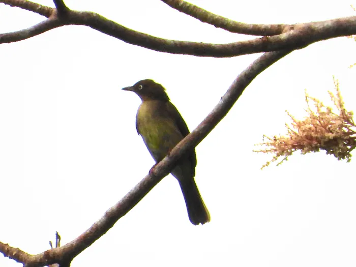 Gespotte Witoogbuulbuul