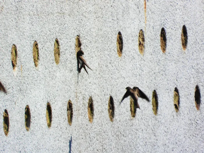 Gespotte Oeverzwaluw