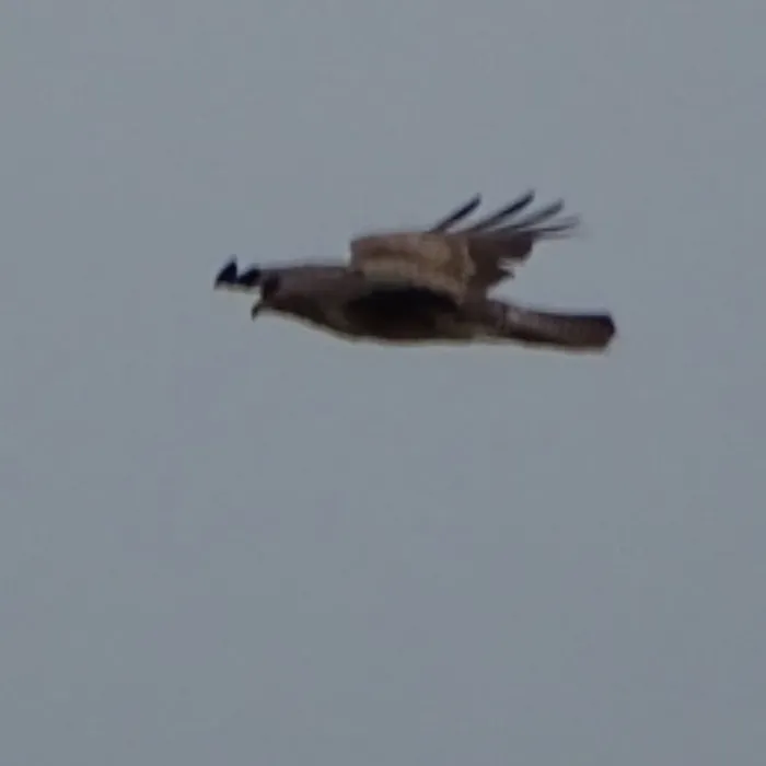 Gespotte Buizerd