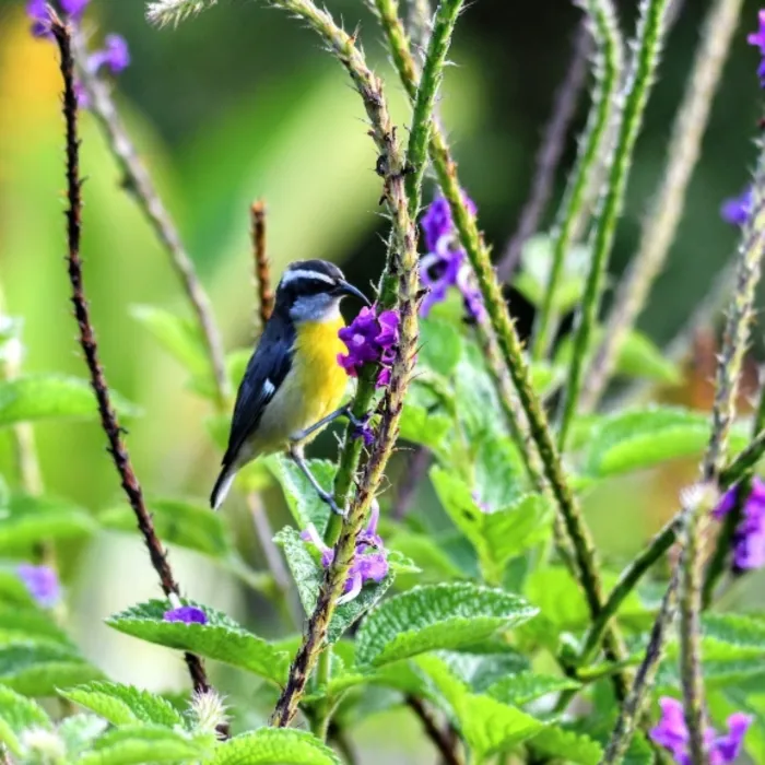 Gespotte Suikerdiefje