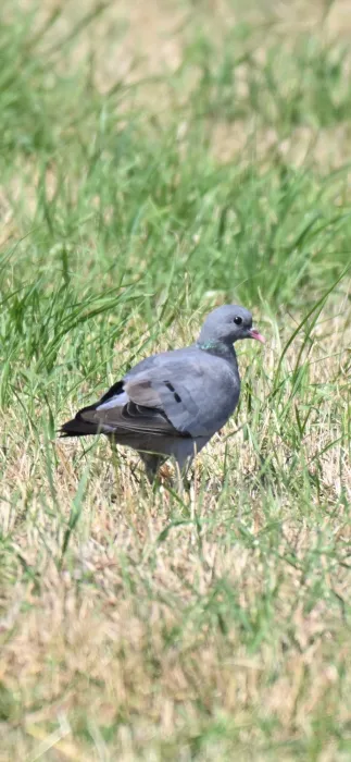 Stock Dove