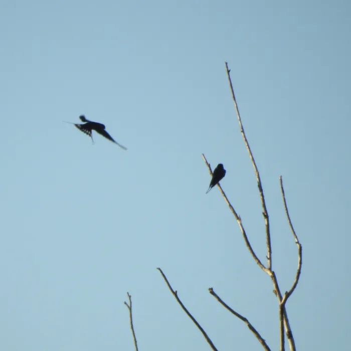 Spotted Barn Swallow