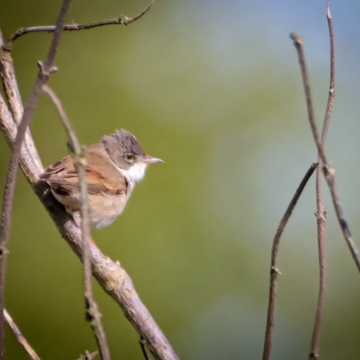 Greater Whitethroat