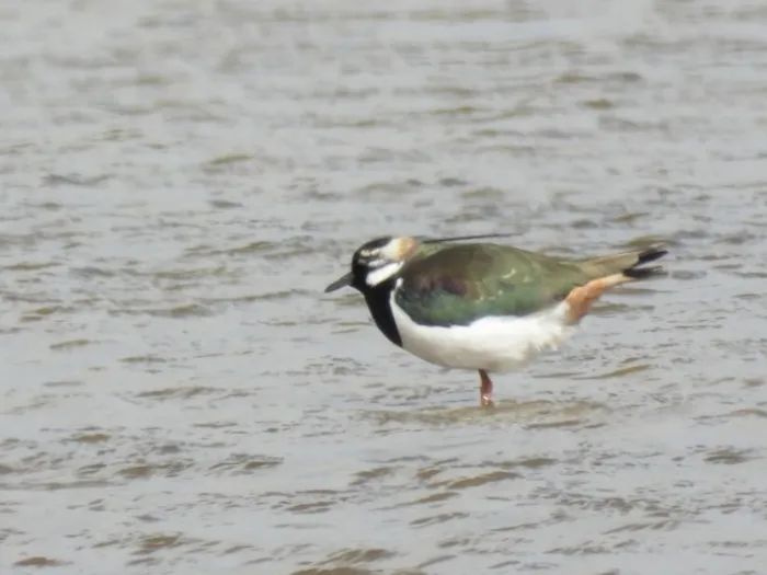 Spotted Northern Lapwing