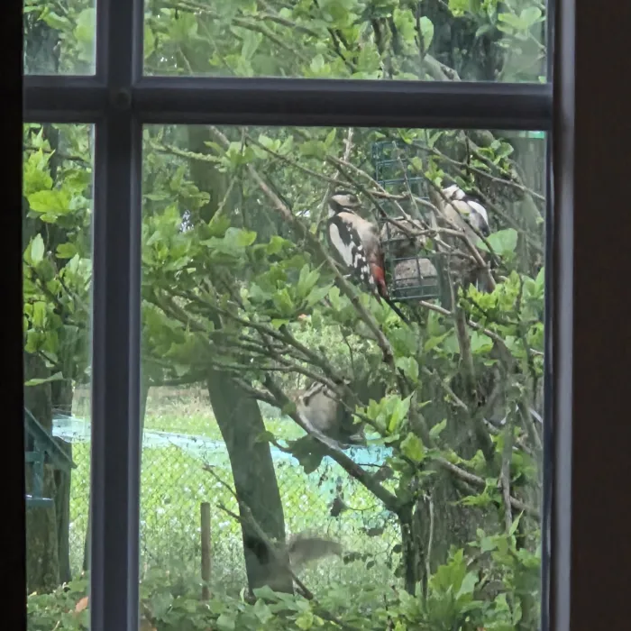 Spotted Great Spotted Woodpecker