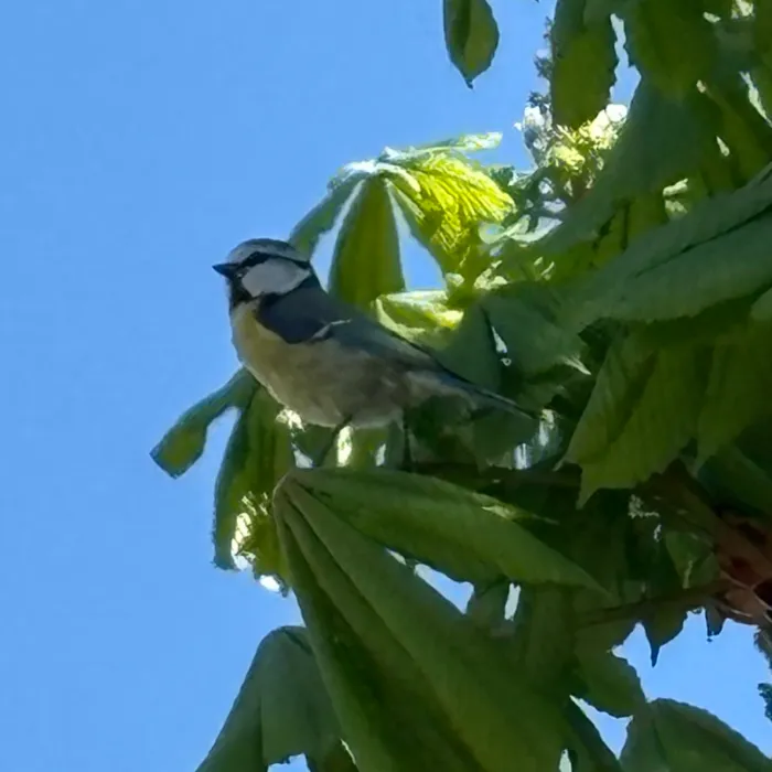 Spotted Eurasian Blue Tit