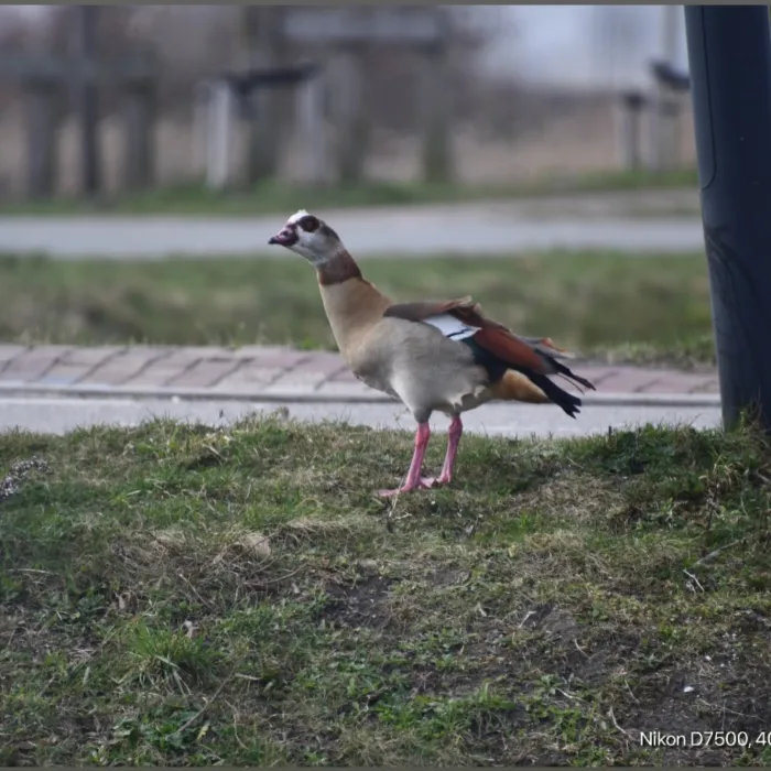 Egyptian Goose