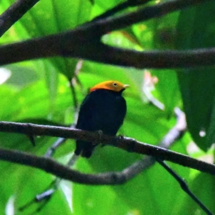 Spotted Golden-headed Manakin