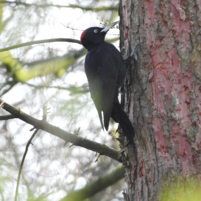 Spotted Black Woodpecker