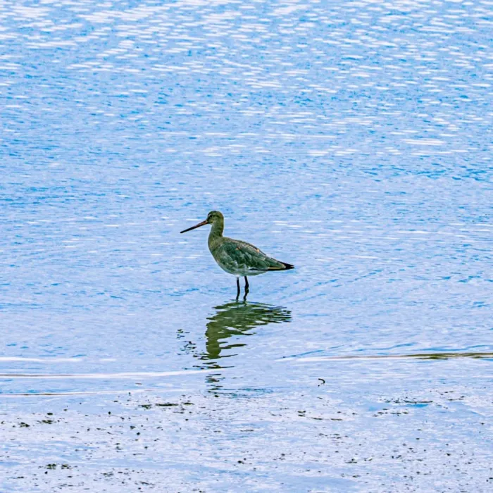 Spotted Bar-tailed Godwit