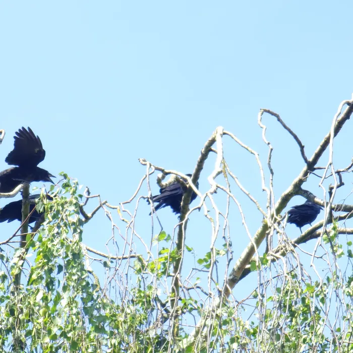 Spotted Rook