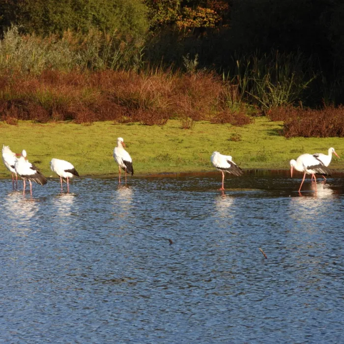 Spotted White Stork