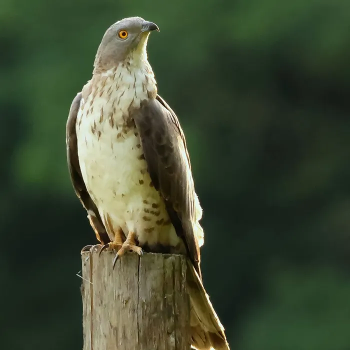 Spotted European Honey-buzzard