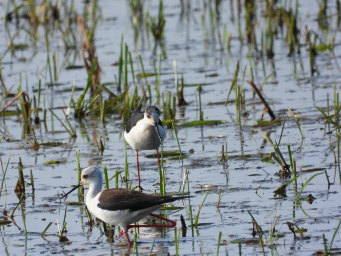 Spotted Black-winged Stilt