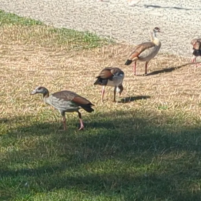 Spotted Egyptian Goose
