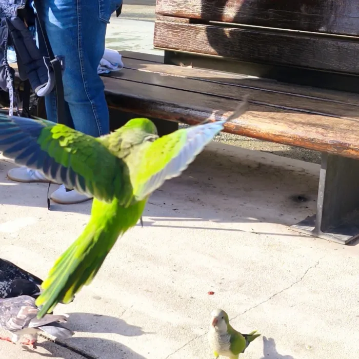 Spotted Monk Parakeet