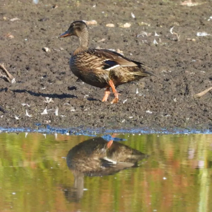 Spotted Mallard