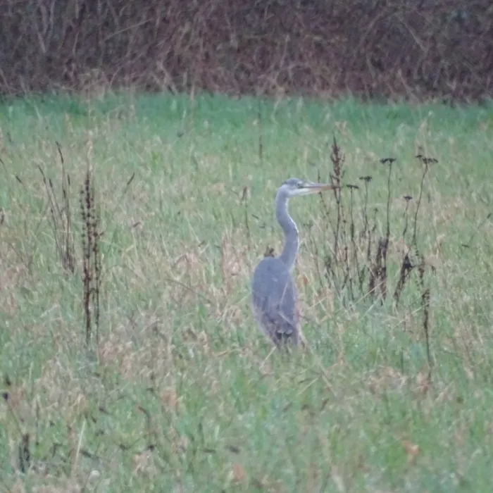 Spotted Gray Heron