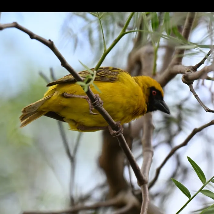 Spotted Southern Masked-Weaver