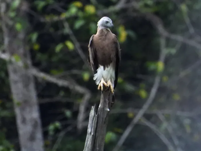 Gespotte Grote rivierarend