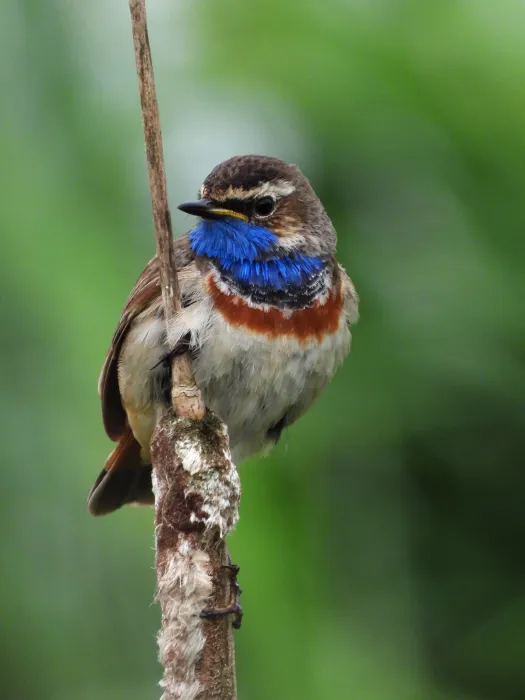 Waargenomen Blauwborst