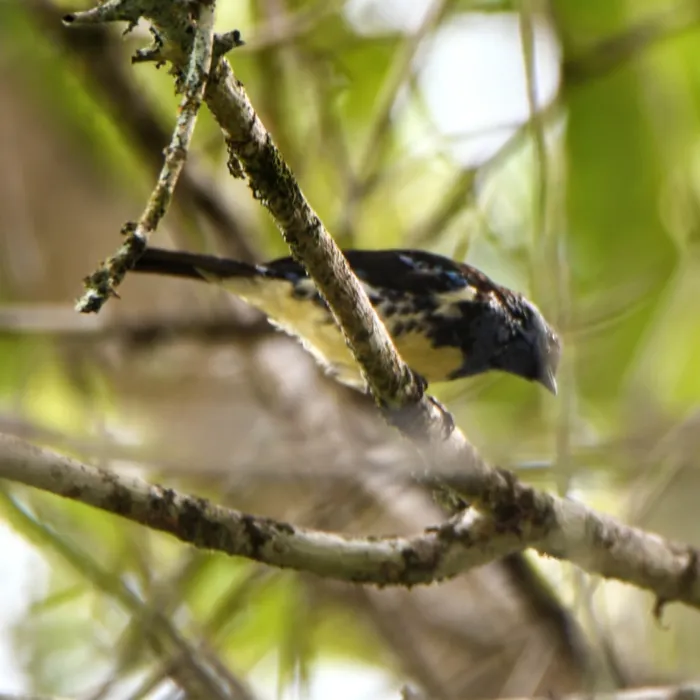 Spotted Turquoise Tanager