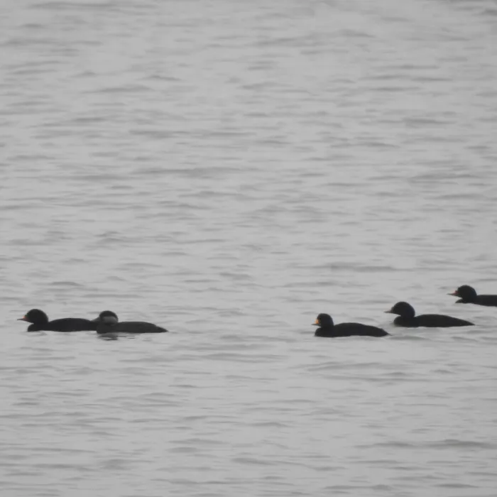 Spotted Common Scoter