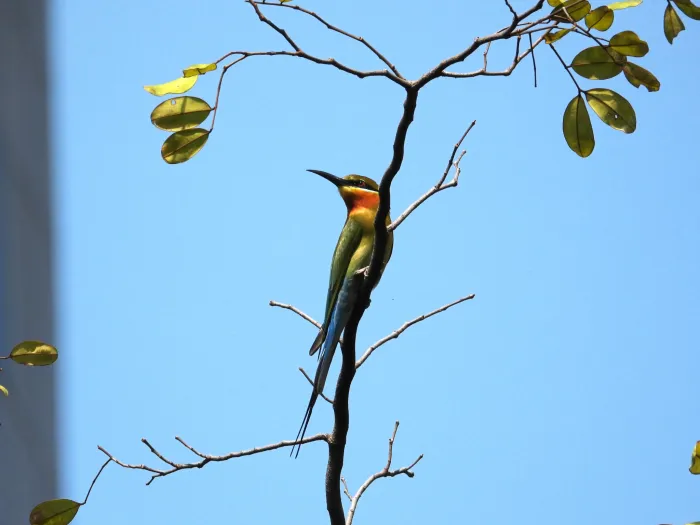 Gespotte Blauwstaartbijeneter